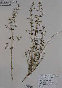 Galium coloradoense image