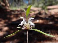 Monarda citriodora subsp. austromontana image