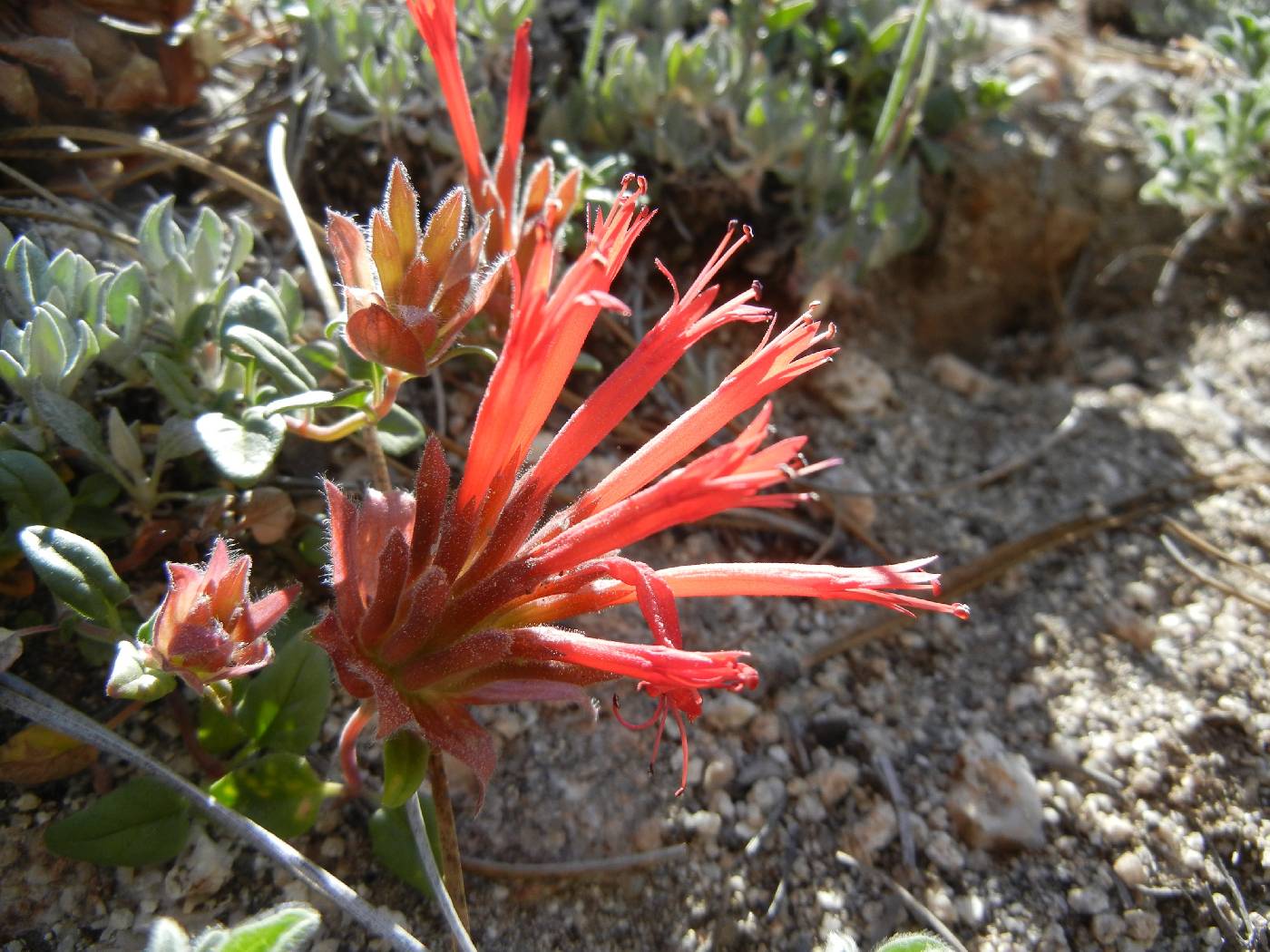 Monardella macrantha image