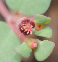 Euphorbia fendleri image