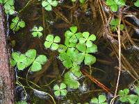 Marsilea quadrifolia image