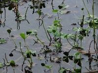 Marsilea quadrifolia image