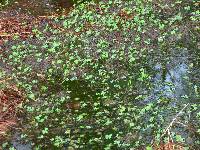 Marsilea quadrifolia image