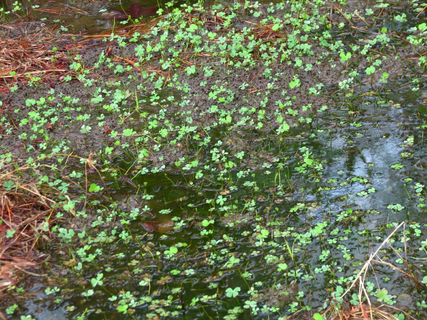 Marsilea quadrifolia image