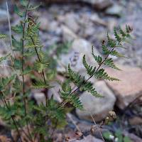 Notholaena lemmonii var. lemmonii image