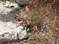 Oenothera cespitosa image