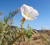 Oenothera deltoides image