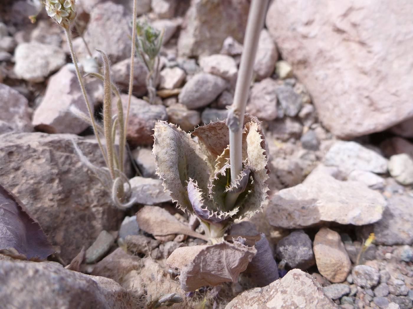 Atrichoseris platyphylla image