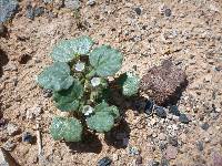 Phacelia neglecta image