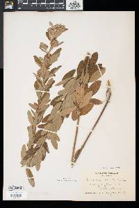 Lespedeza capitata image