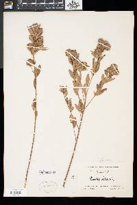 Lespedeza capitata image