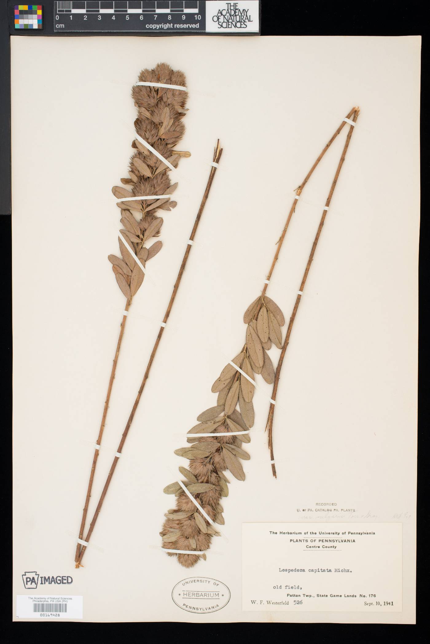 Lespedeza capitata var. vulgaris image