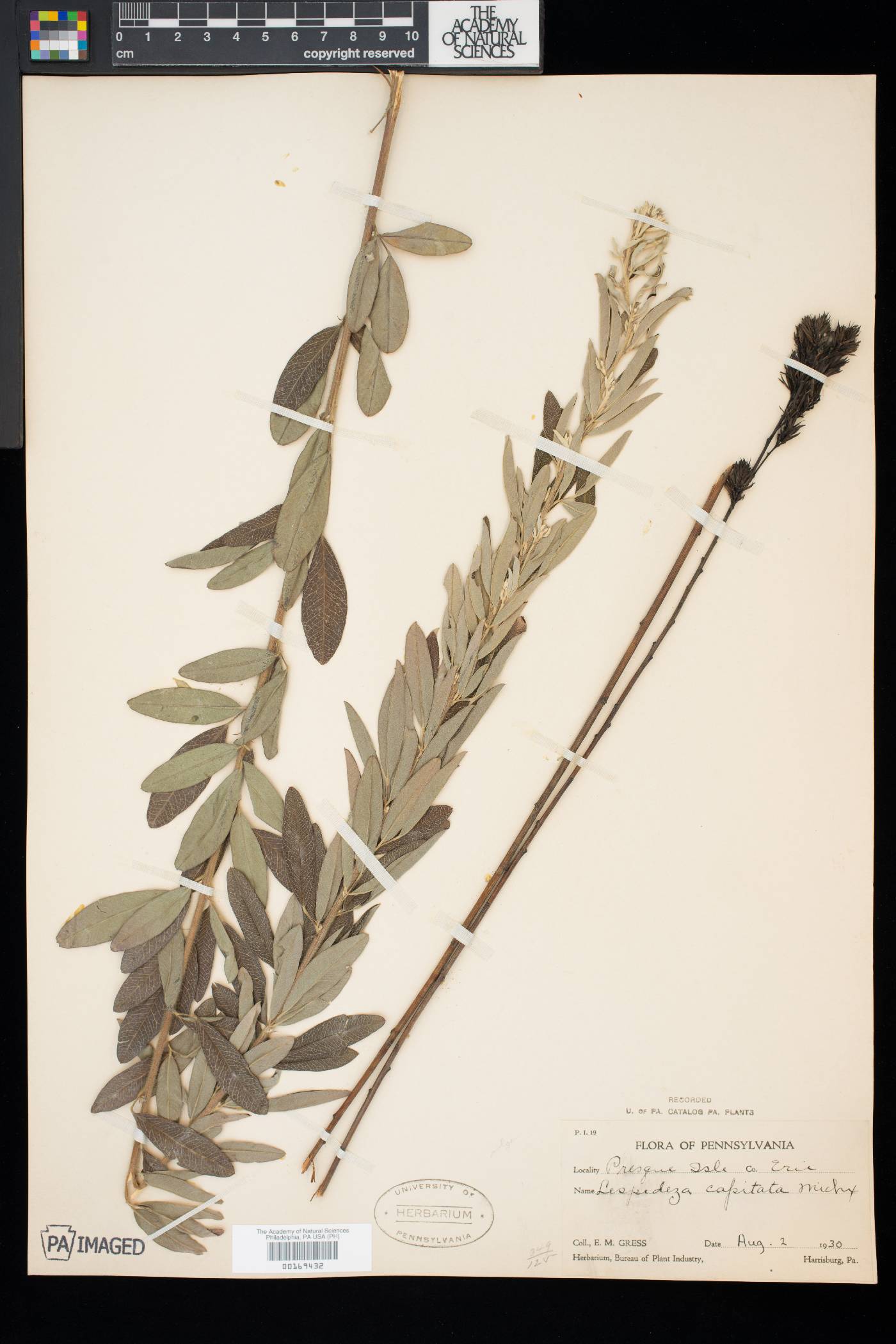 Lespedeza capitata var. vulgaris image