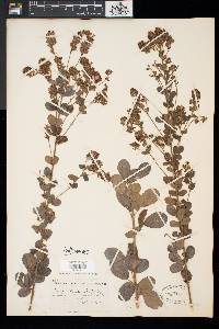 Lespedeza hirta image