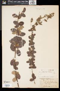 Lespedeza hirta image