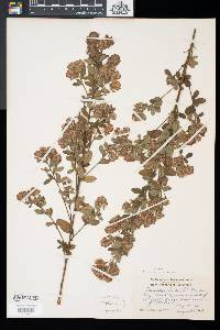 Lespedeza hirta image