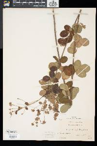 Lespedeza hirta image