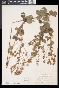 Lespedeza hirta image