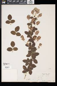 Lespedeza hirta image