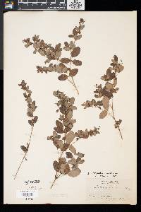 Lespedeza intermedia image