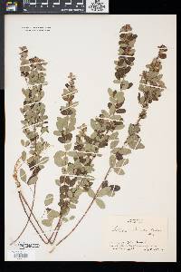 Lespedeza intermedia image