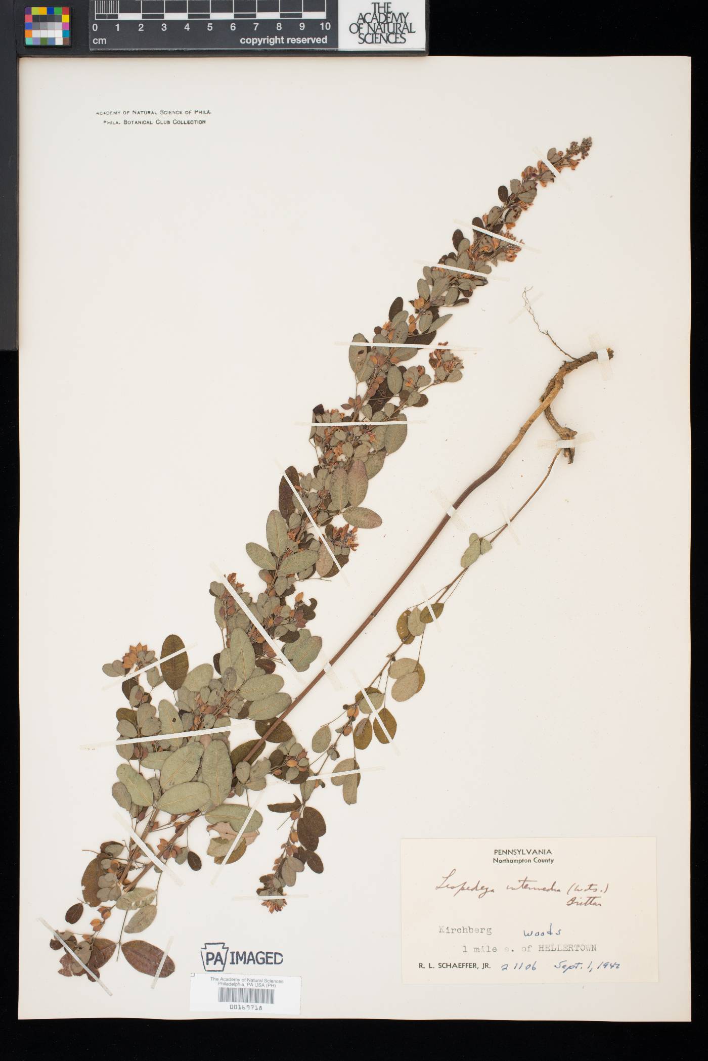 Lespedeza intermedia image