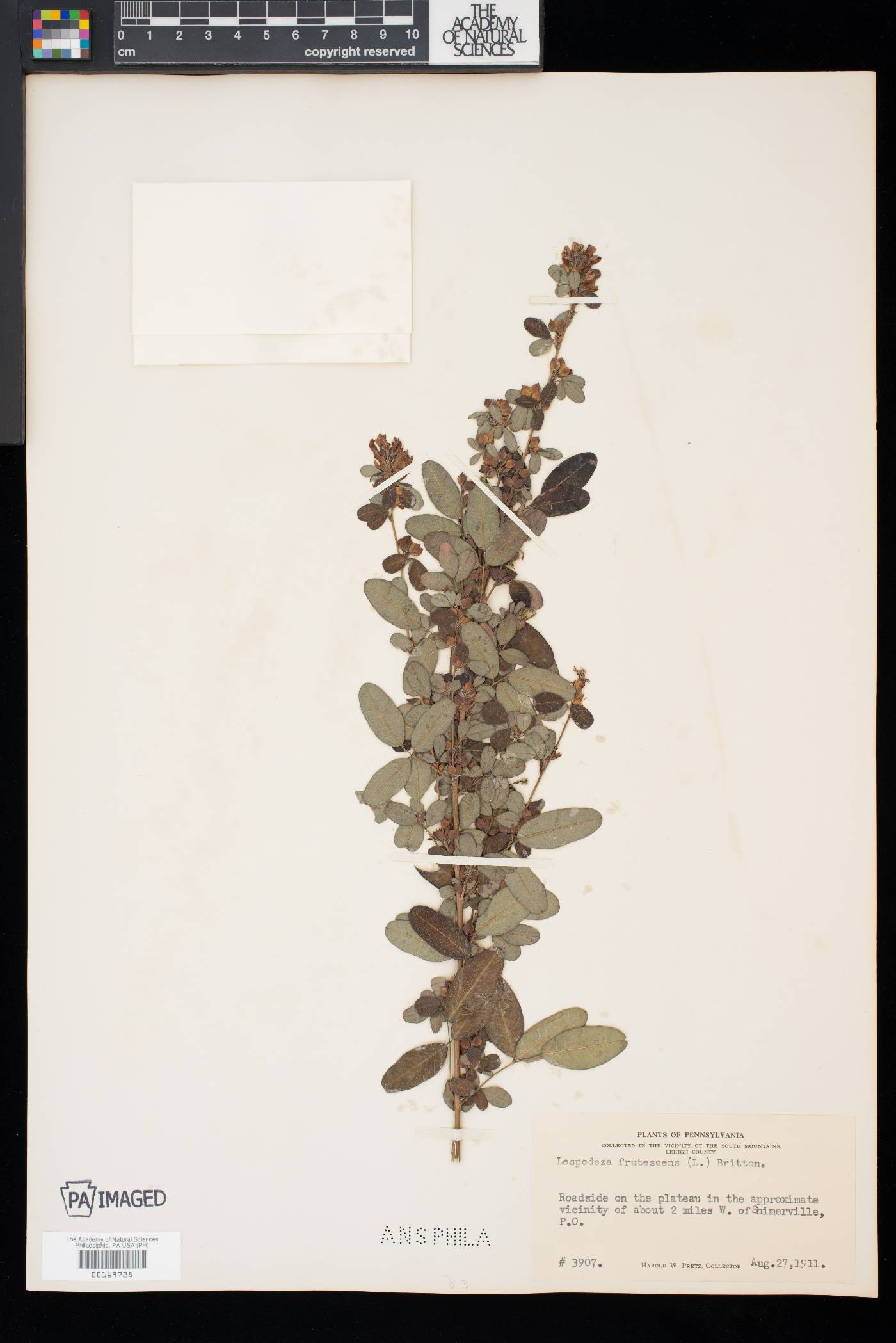 Lespedeza intermedia image