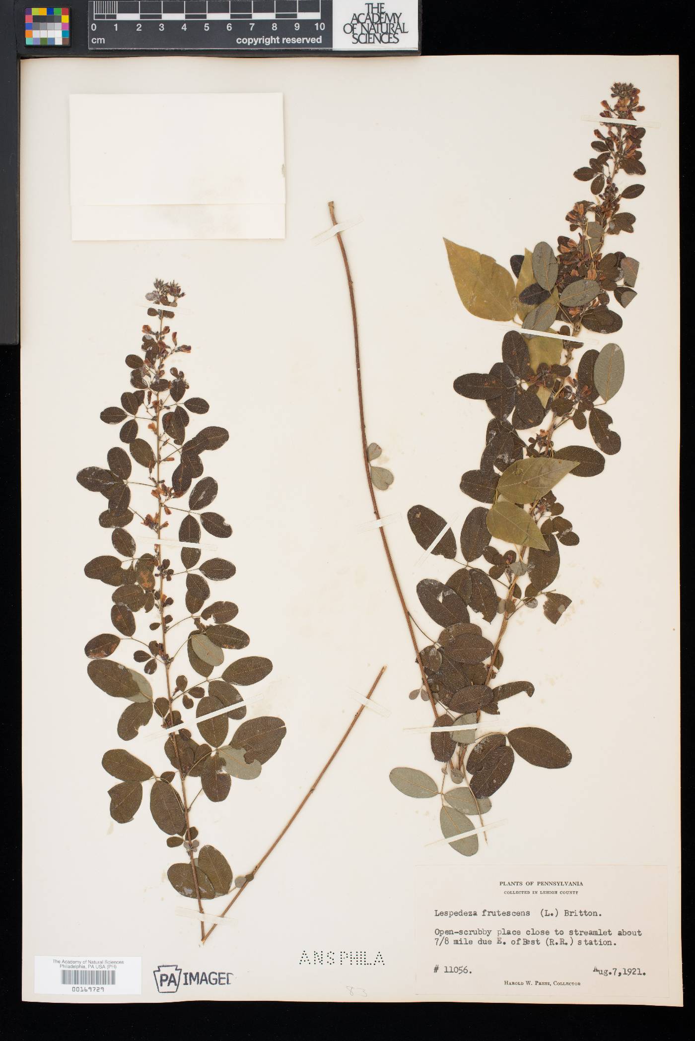 Lespedeza intermedia image