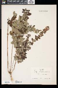 Lespedeza intermedia image