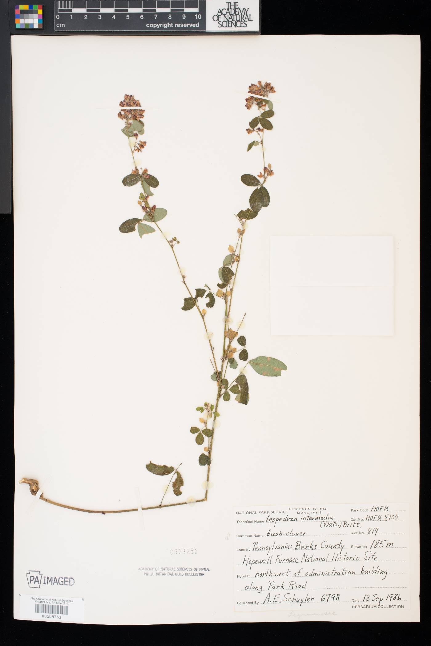 Lespedeza intermedia image