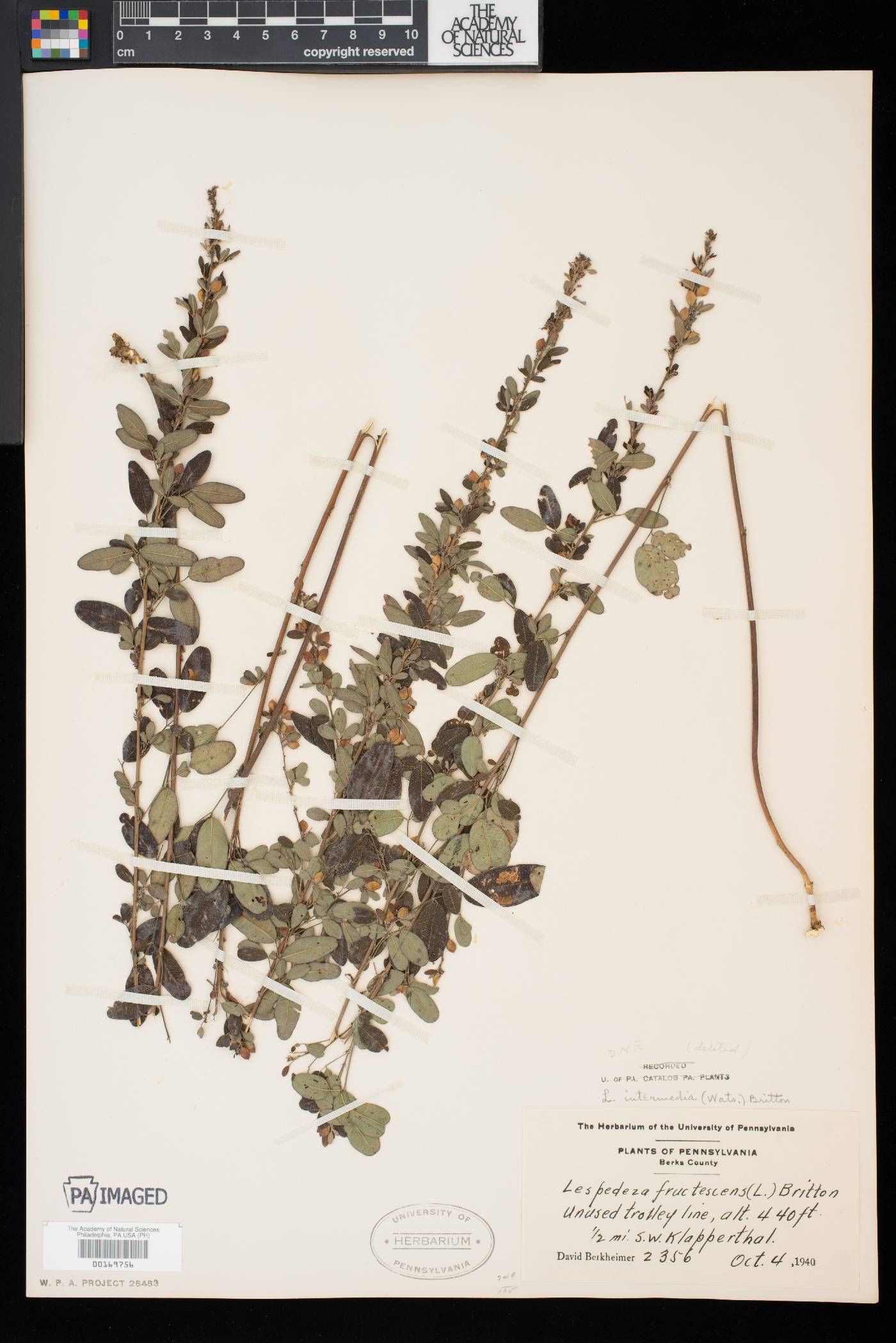 Lespedeza intermedia image