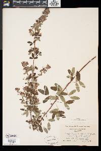 Lespedeza intermedia image