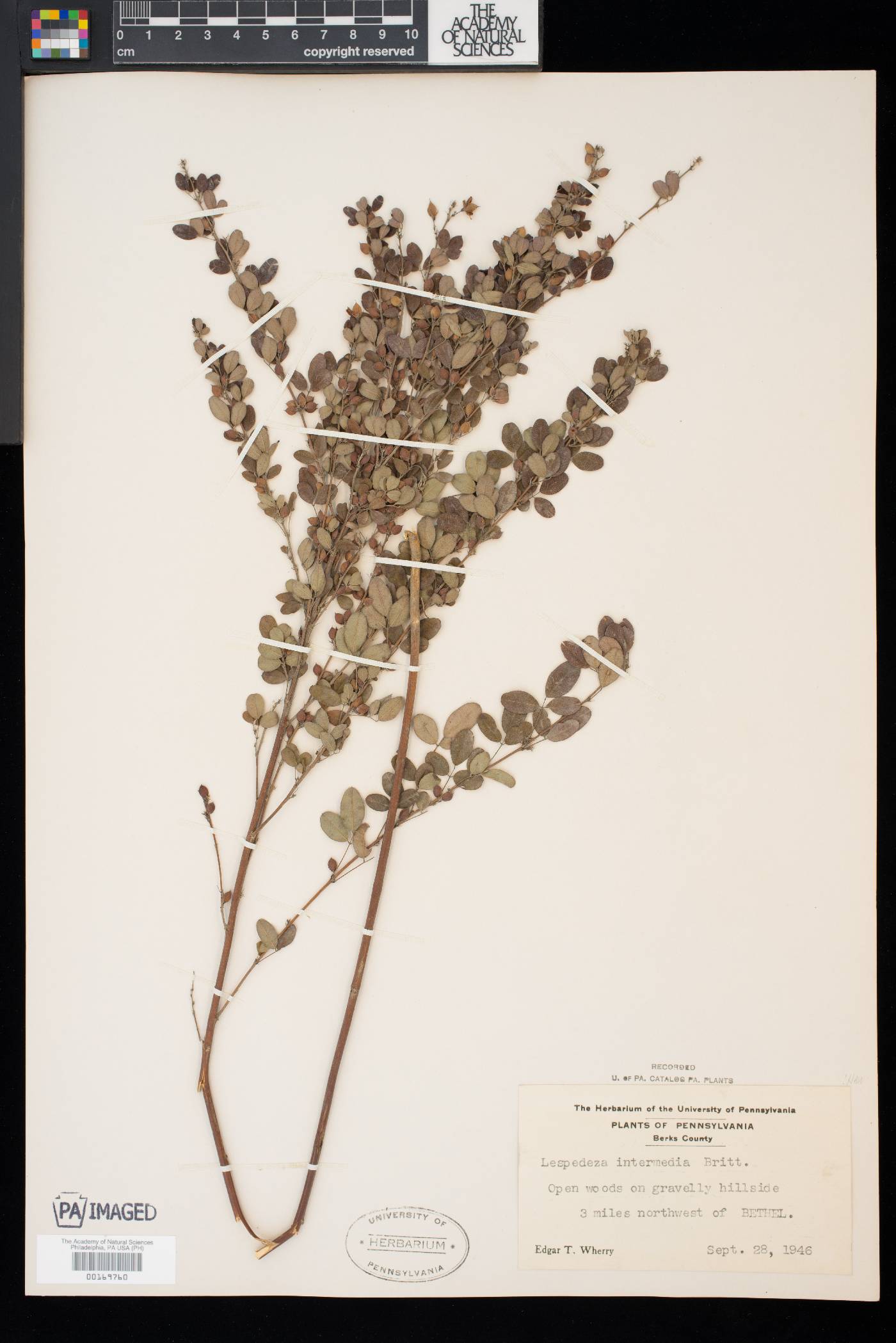 Lespedeza intermedia image