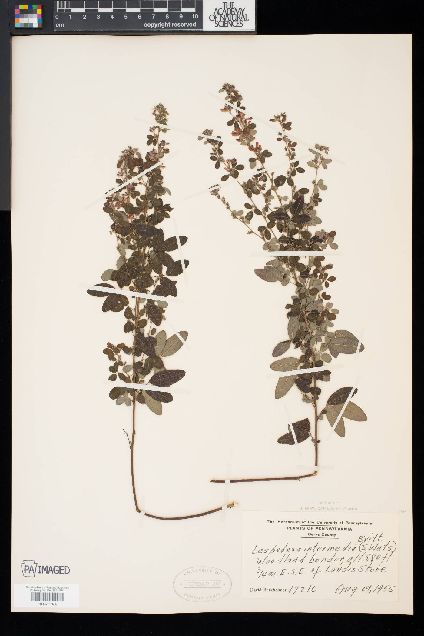 Lespedeza intermedia image