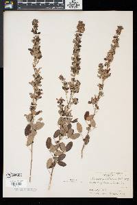 Lespedeza intermedia image