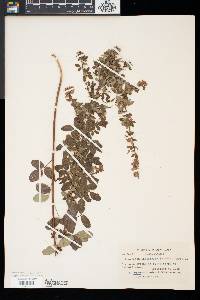 Lespedeza intermedia image