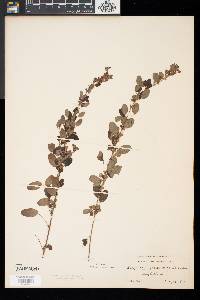 Lespedeza intermedia image