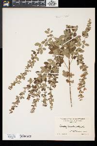 Lespedeza intermedia image