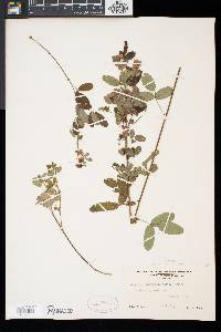 Lespedeza intermedia image