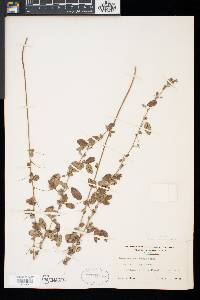 Lespedeza intermedia image