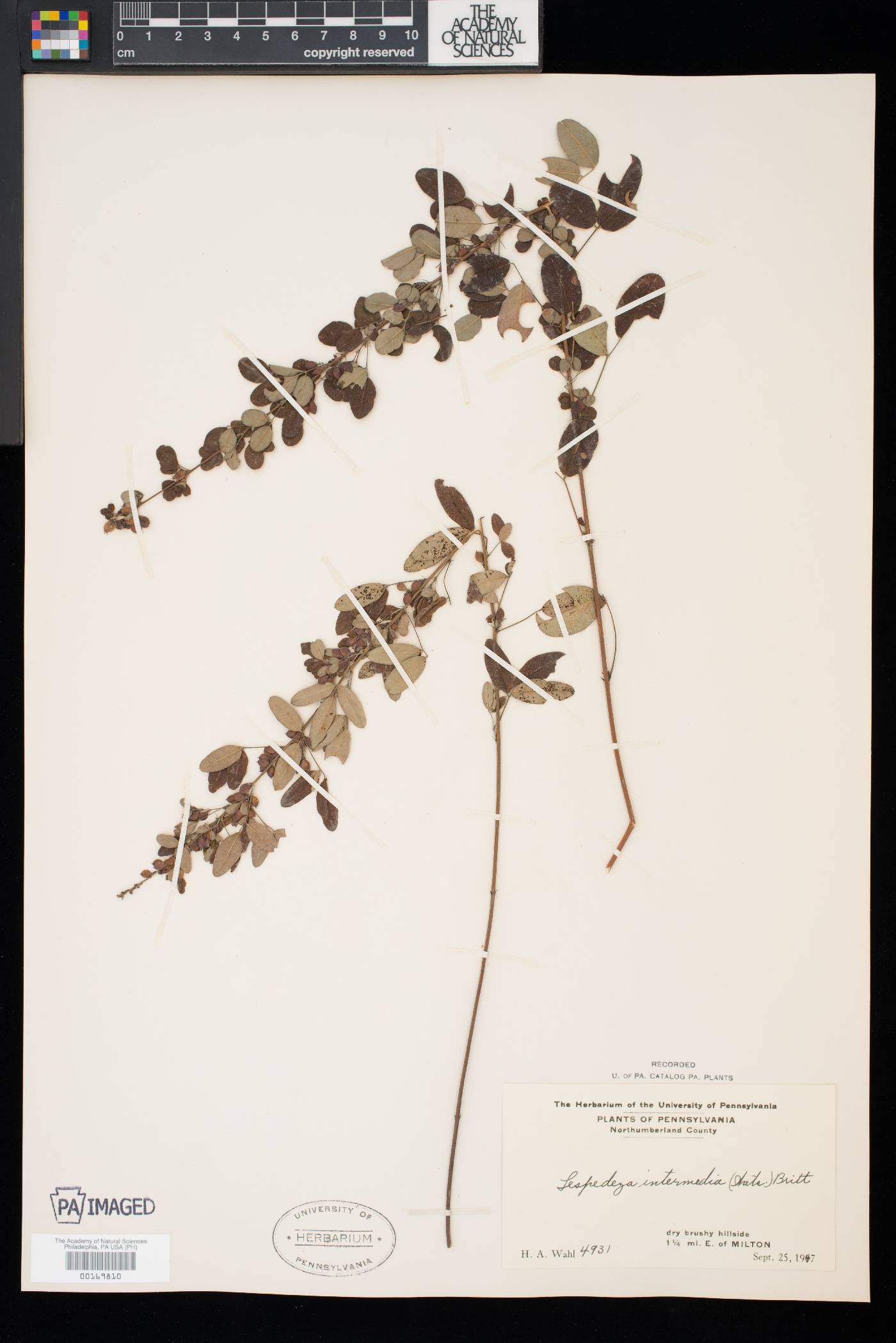 Lespedeza intermedia image