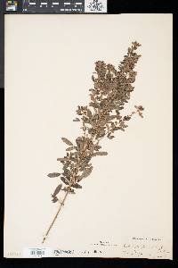 Lespedeza intermedia image