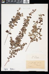 Lespedeza intermedia image