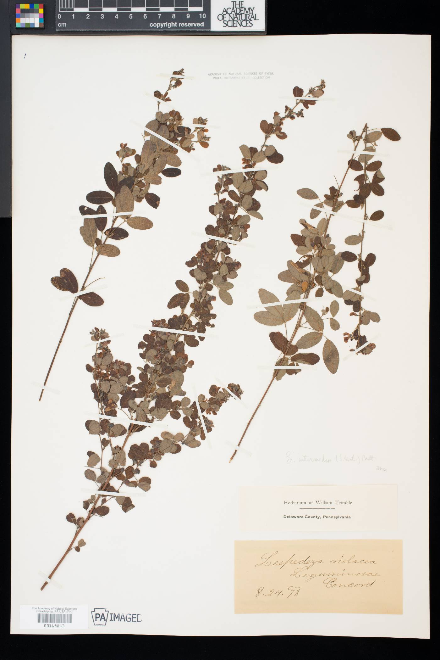 Lespedeza intermedia image