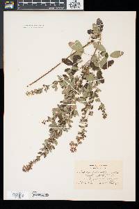 Lespedeza intermedia image