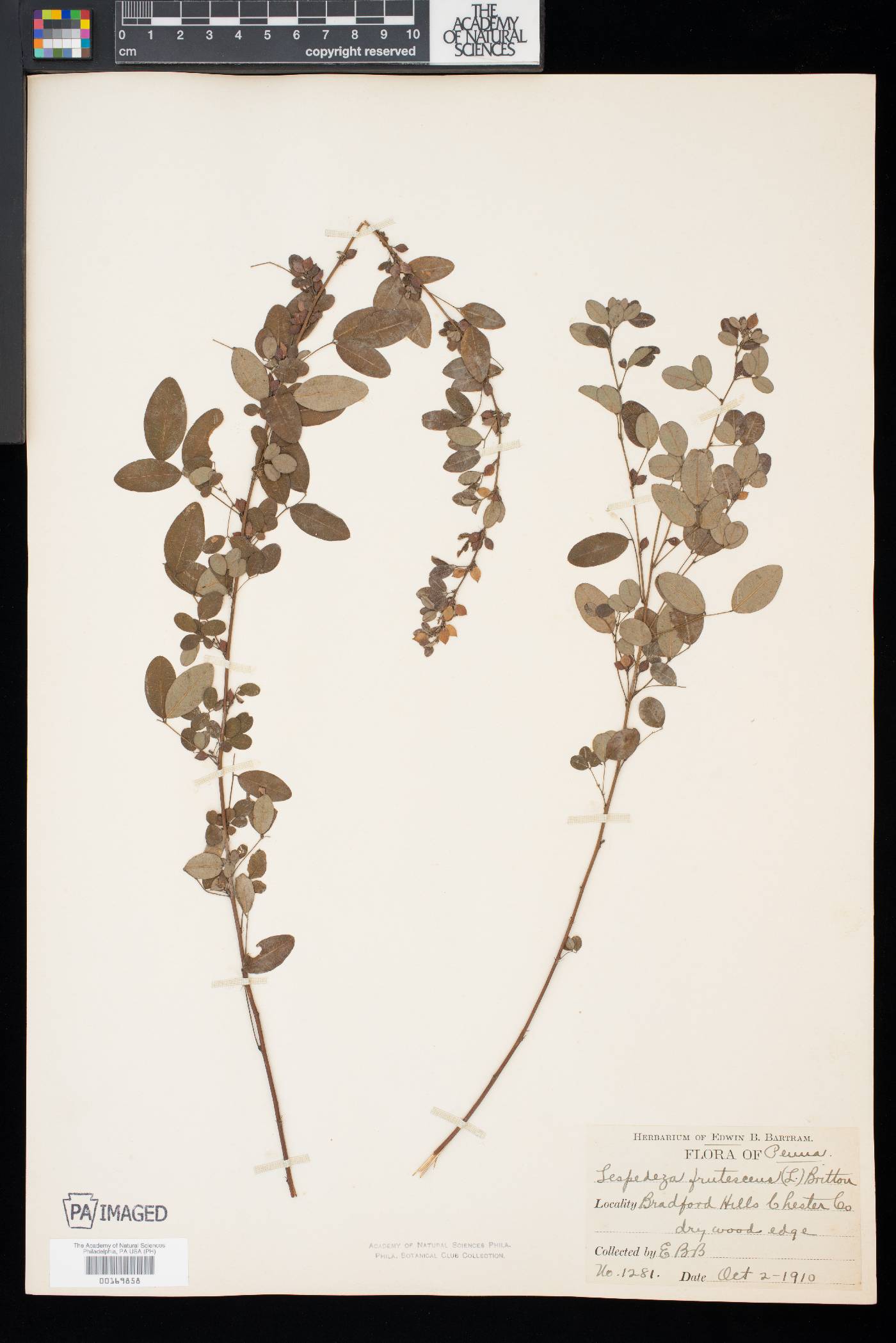 Lespedeza intermedia image