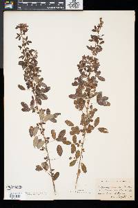 Lespedeza intermedia image