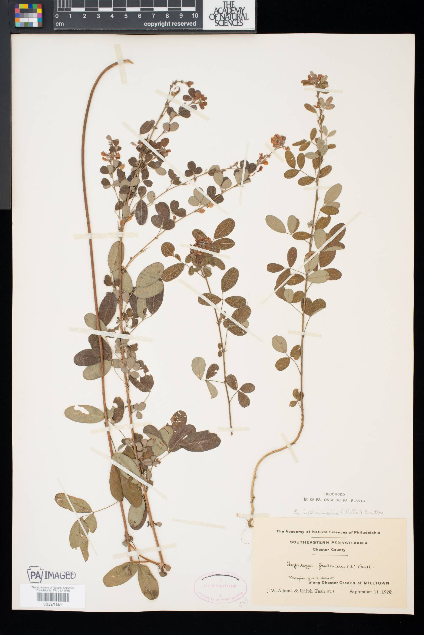 Lespedeza intermedia image