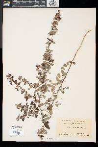 Lespedeza intermedia image