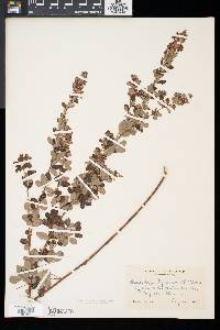 Lespedeza intermedia image